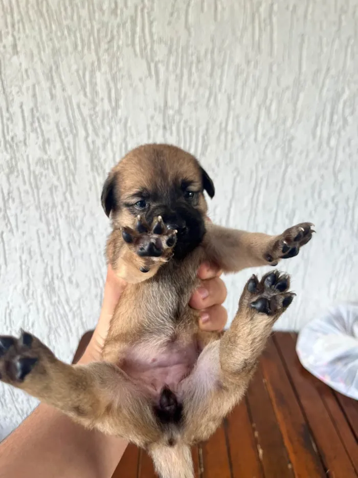 Cachorro ra a SRD-ViraLata idade Abaixo de 2 meses nome SEM NOMES