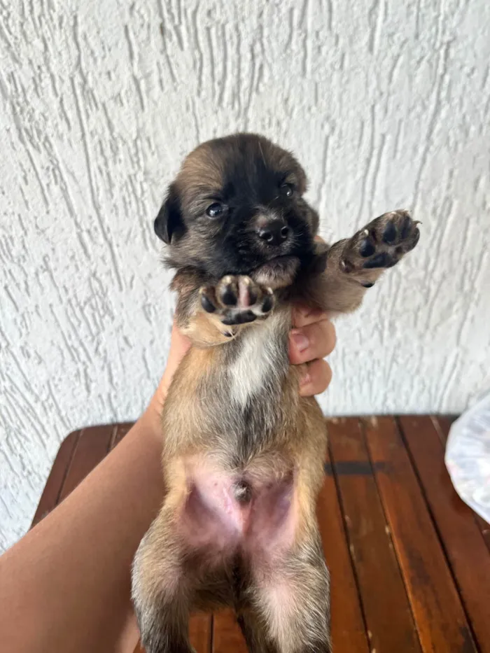 Cachorro ra a SRD-ViraLata idade Abaixo de 2 meses nome SEM NOMES
