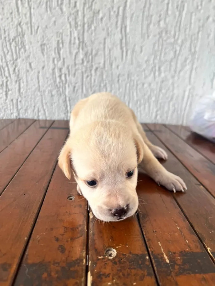 Cachorro ra a SRD-ViraLata idade Abaixo de 2 meses nome SEM NOMES