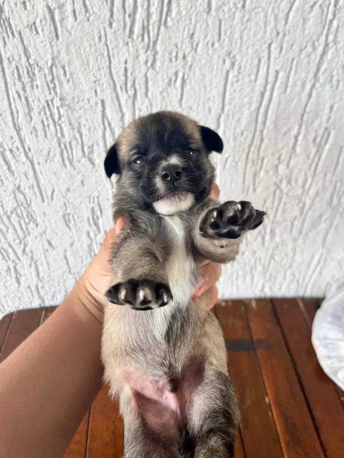 Cachorro ra a SRD-ViraLata idade Abaixo de 2 meses nome SEM NOMES