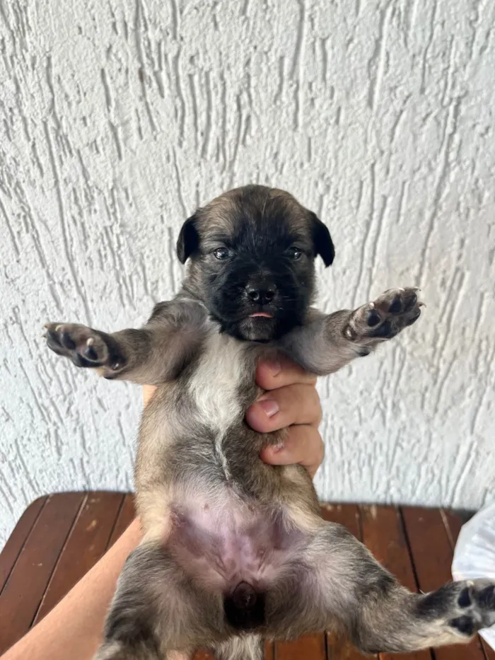 Cachorro ra a SRD-ViraLata idade Abaixo de 2 meses nome SEM NOMES