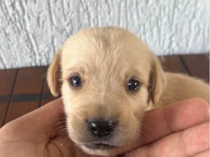 Cachorro raça SRD-ViraLata idade Abaixo de 2 meses nome SEM NOMES
