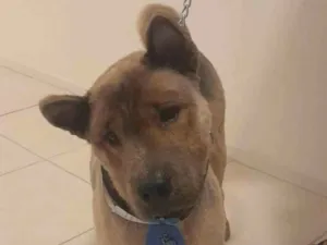 Cachorro raça Chow Chow idade 4 anos nome Zeus 