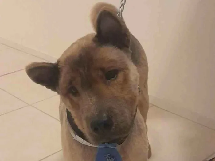 Cachorro ra a Chow Chow idade 4 anos nome Zeus 