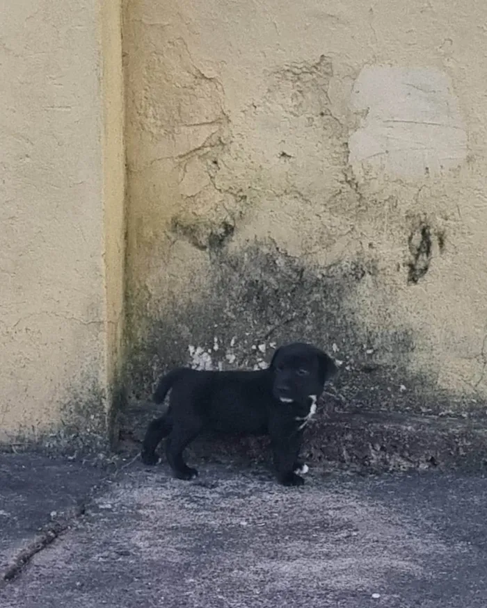Cachorro ra a SRD-ViraLata idade Abaixo de 2 meses nome Sem nome 