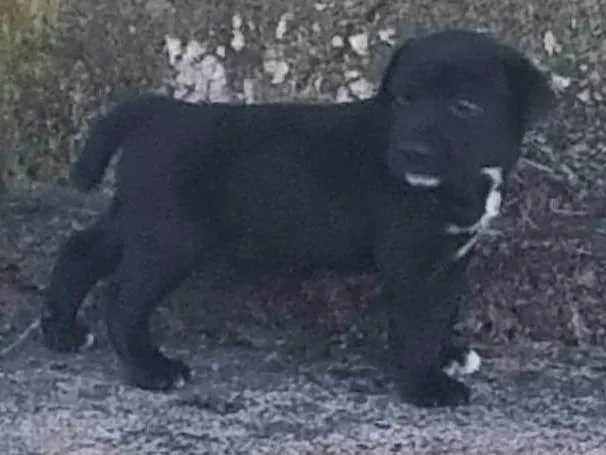 Cachorro ra a SRD-ViraLata idade Abaixo de 2 meses nome Sem nome 