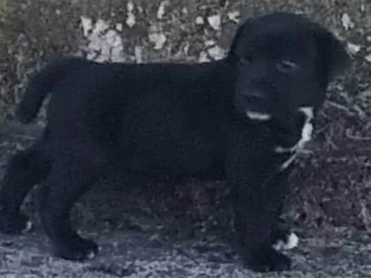 Cachorro ra a SRD-ViraLata idade Abaixo de 2 meses nome Sem nome 