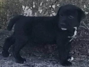 Cachorro raça SRD-ViraLata idade Abaixo de 2 meses nome Sem nome 