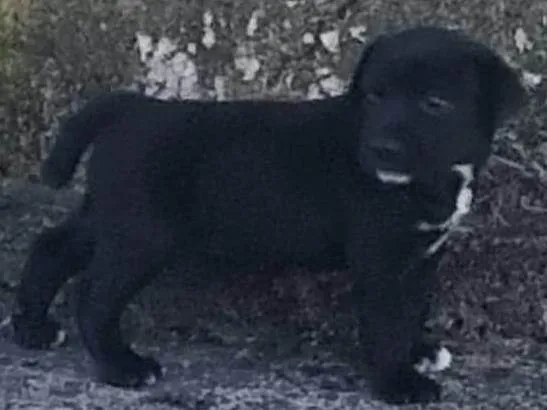Cachorro ra a SRD-ViraLata idade Abaixo de 2 meses nome Sem nome 