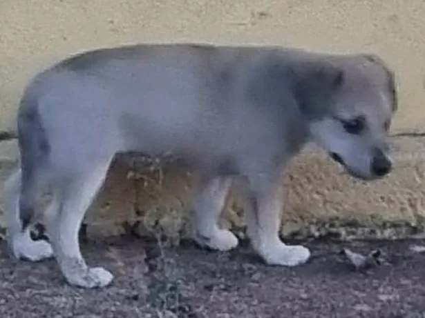 Cachorro ra a SRD-ViraLata idade Abaixo de 2 meses nome Sem nome 