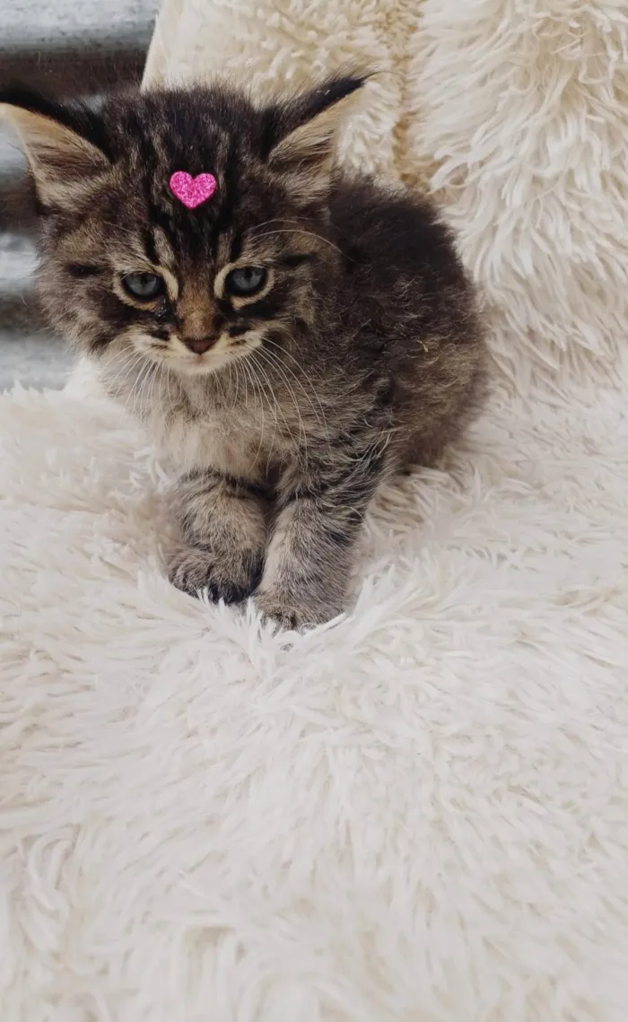 Gato ra a Persa idade Abaixo de 2 meses nome Mix Persas adocao 
