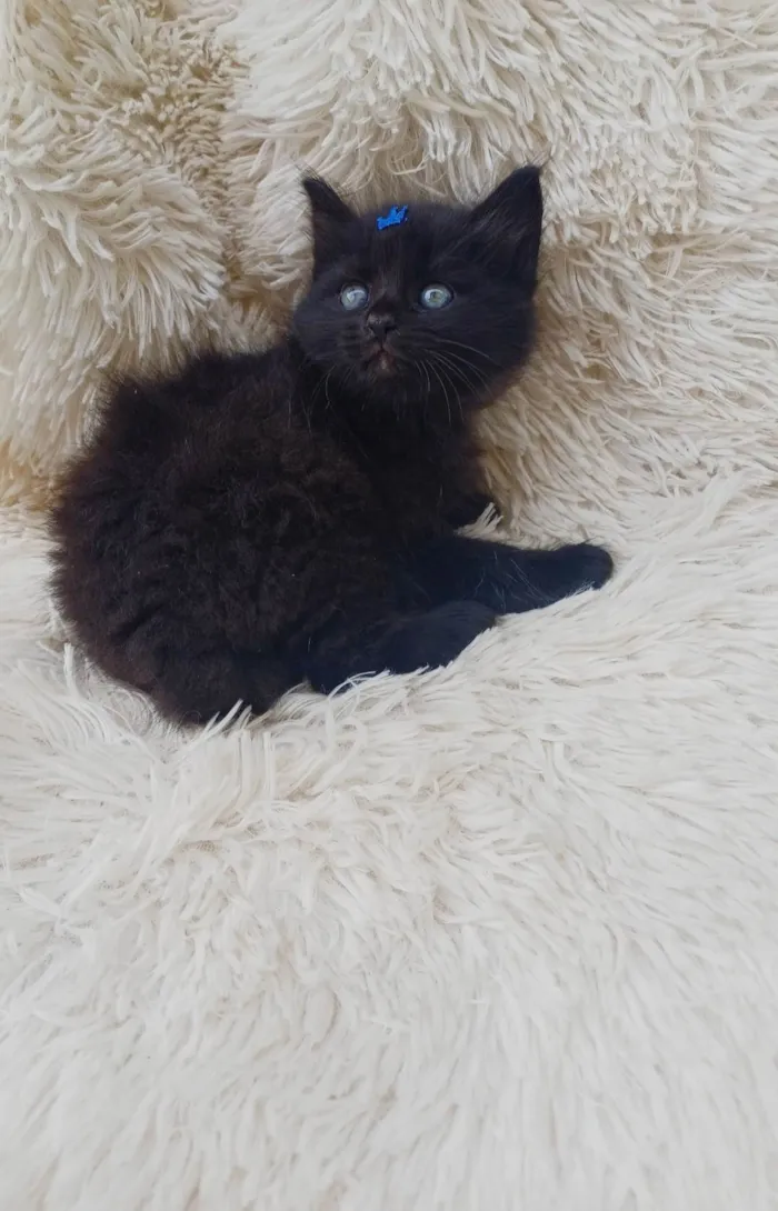 Gato ra a Persa idade Abaixo de 2 meses nome Mix Persas adocao 