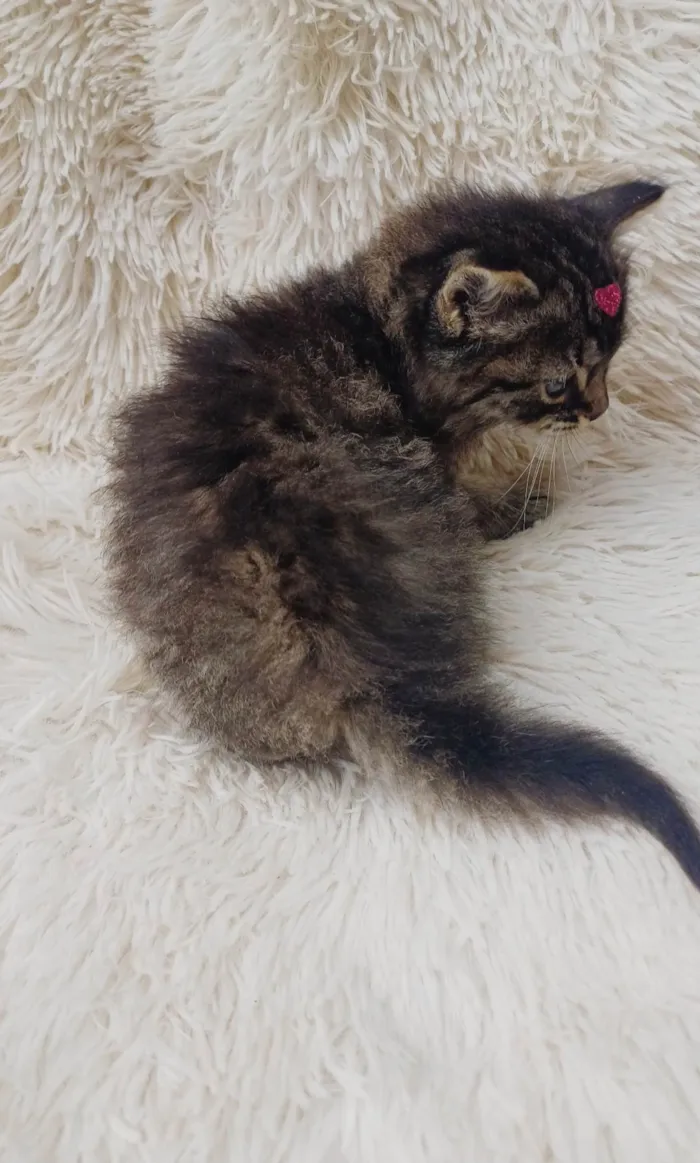 Gato ra a Persa idade Abaixo de 2 meses nome Mix Persas adocao 