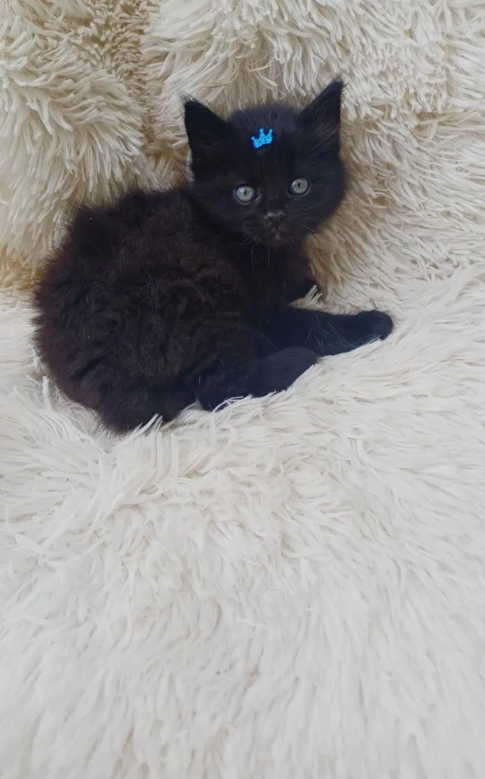 Gato ra a Persa idade Abaixo de 2 meses nome Mix Persas adocao 