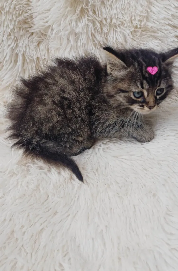 Gato ra a Persa idade Abaixo de 2 meses nome Mix Persas adocao 