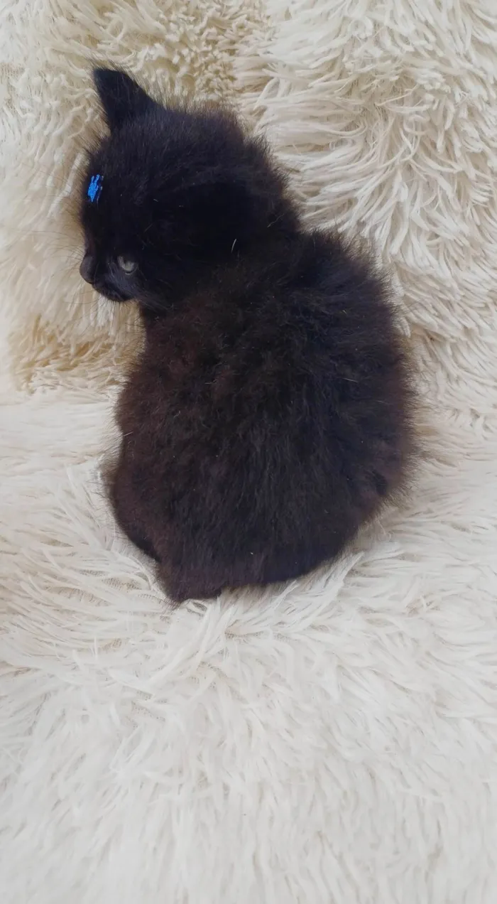 Gato ra a Persa idade Abaixo de 2 meses nome Mix Persas adocao 