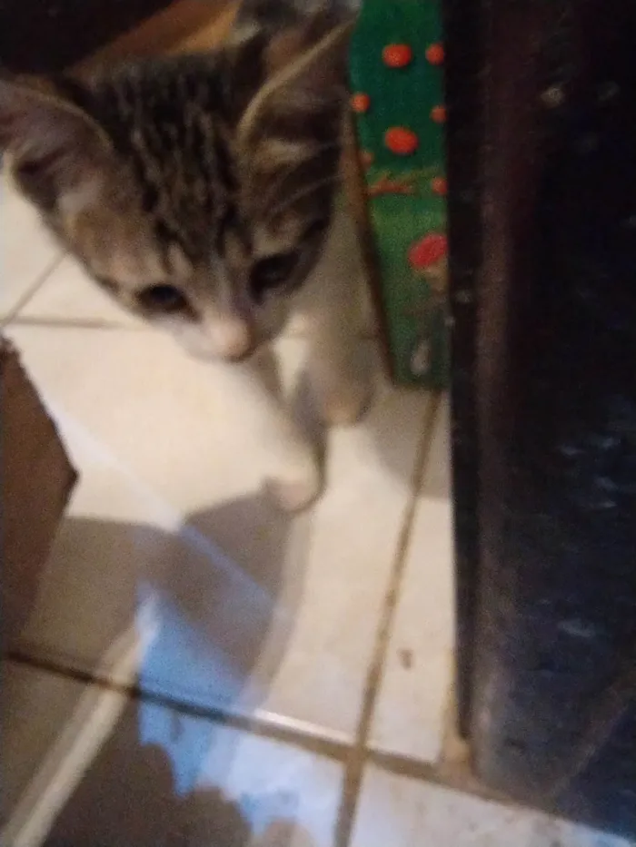 Gato ra a SRD-ViraLata idade 2 a 6 meses nome Gatinha lindinha , flor!!!