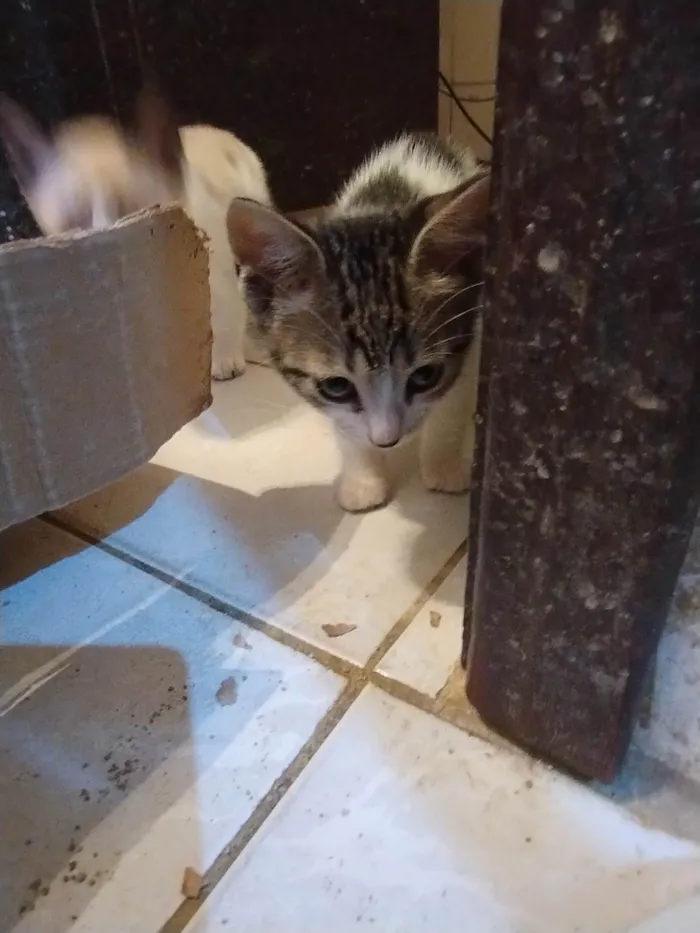 Gato ra a SRD-ViraLata idade 2 a 6 meses nome Gatinha lindinha , flor!!!
