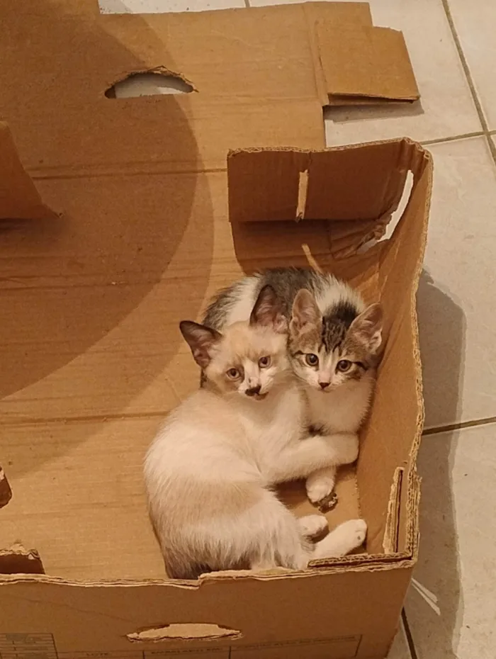 Gato ra a SRD-ViraLata idade 2 a 6 meses nome Gatinha lindinha , flor!!!