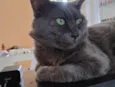Mingau