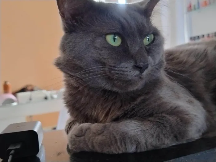 Gato ra a Exótico idade 1 ano nome Mingau