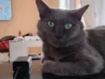 Mingau