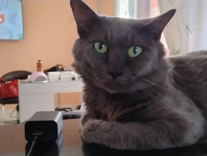 Gato ra a Exótico idade 1 ano nome Mingau