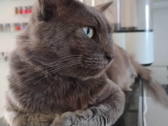 Gato ra a Exótico idade 1 ano nome Mingau