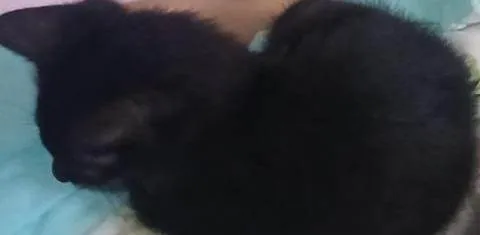 Gato ra a SRD-ViraLata idade Abaixo de 2 meses nome Gatinha pretinha