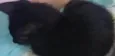 Gatinha pretinha