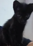 Gatinha pretinha