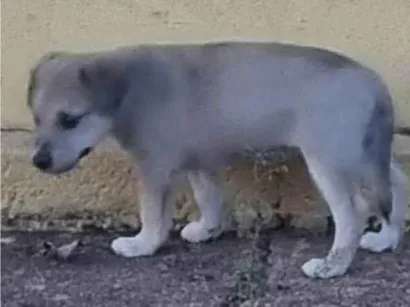 Cachorro raça SRD-ViraLata idade Abaixo de 2 meses nome Sem nome 