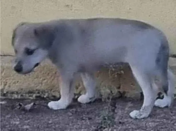 Cachorro ra a SRD-ViraLata idade Abaixo de 2 meses nome Sem nome 