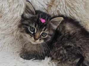 Gato raça Persa idade Abaixo de 2 meses nome Mix Persas adocao 