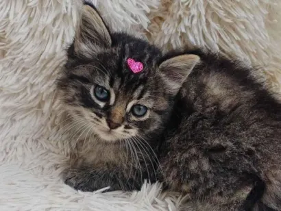 Gato raça Persa idade Abaixo de 2 meses nome Mix Persas adocao 