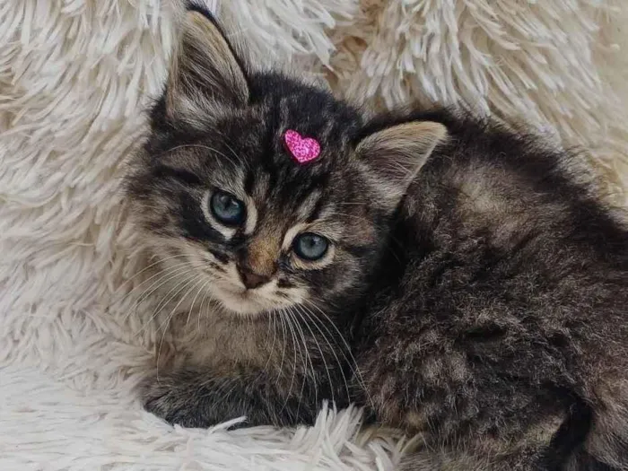 Gato ra a Persa idade Abaixo de 2 meses nome Mix Persas adocao 