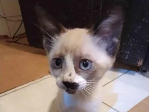 Gato raça Siamês idade 2 a 6 meses nome Siamesa com 70 dias , lindinha