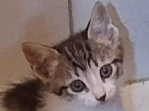 Gato ra a SRD-ViraLata idade 2 a 6 meses nome Gatinha lindinha , flor!!!