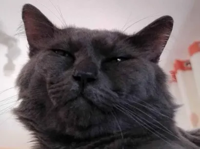 Gato raça Exótico idade 1 ano nome Mingau