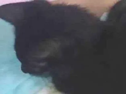 Gato raça SRD-ViraLata idade Abaixo de 2 meses nome Gatinha pretinha