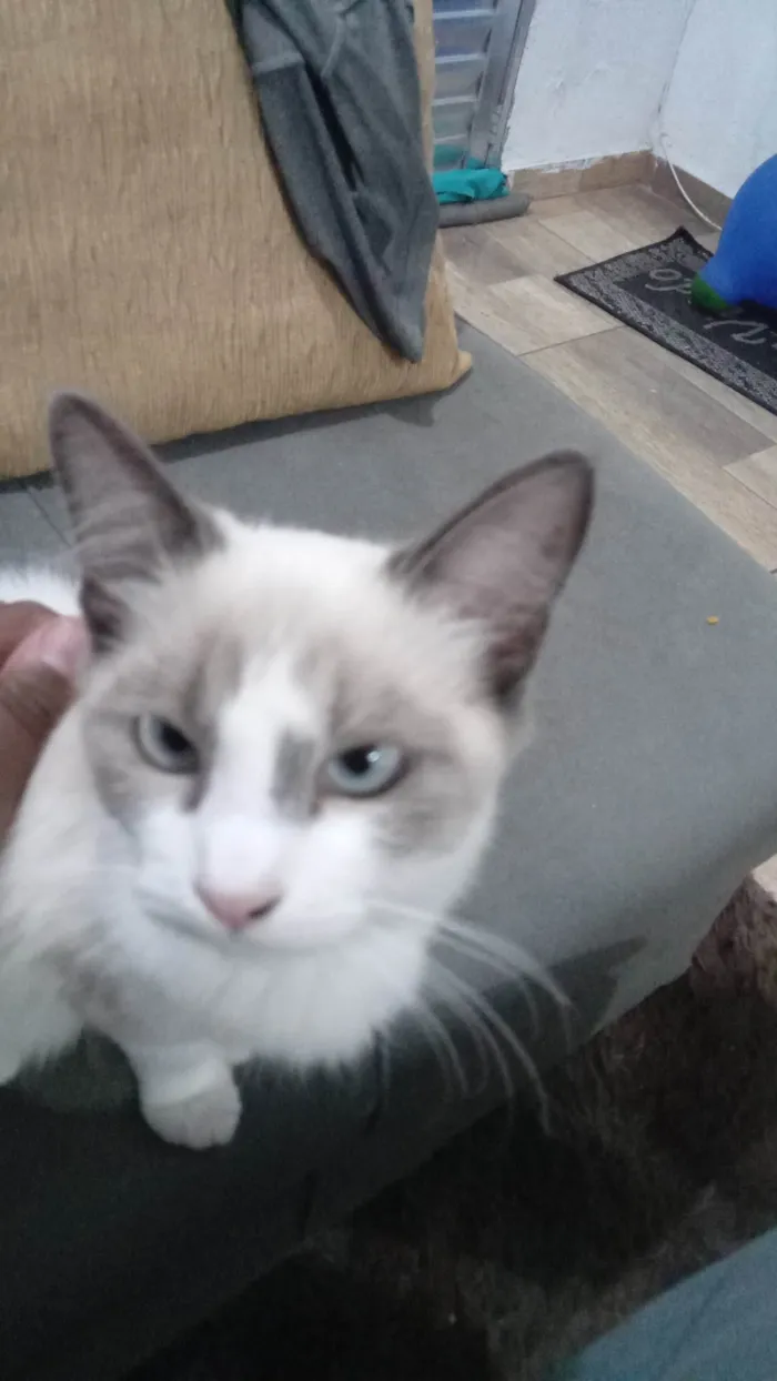 Gato ra a SRD-ViraLata idade 2 a 6 meses nome Belinha