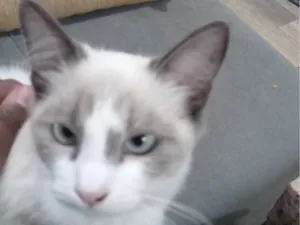 Gato raça SRD-ViraLata idade 2 a 6 meses nome Belinha