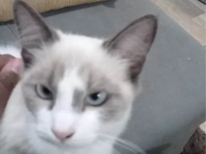 Gato raça SRD-ViraLata idade 2 a 6 meses nome Belinha