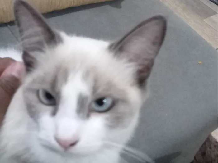 Gato ra a SRD-ViraLata idade 2 a 6 meses nome Belinha