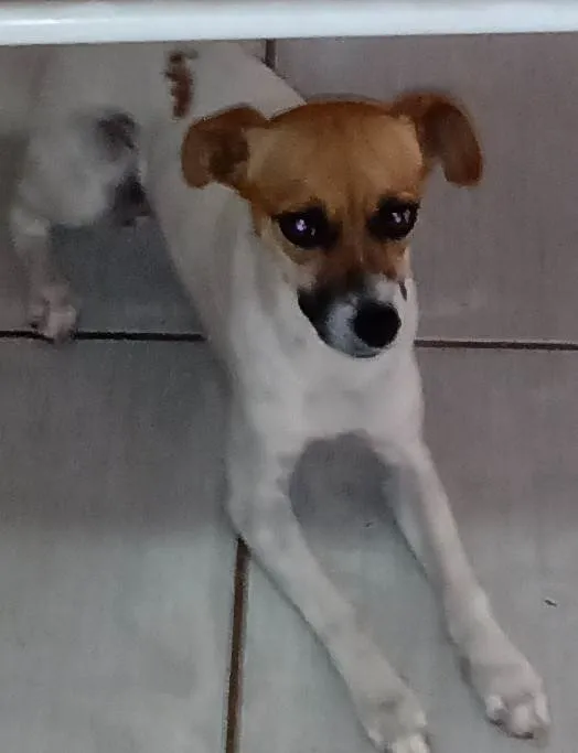 Cachorro ra a SRD-ViraLata idade 2 anos nome Pandora