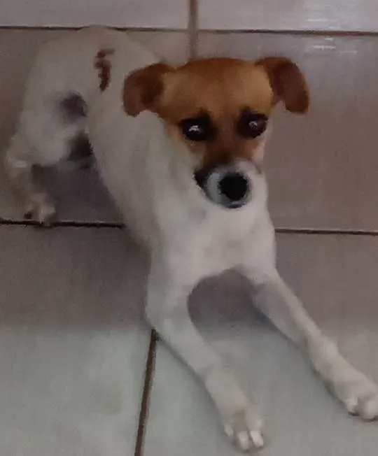 Cachorro ra a SRD-ViraLata idade 2 anos nome Pandora