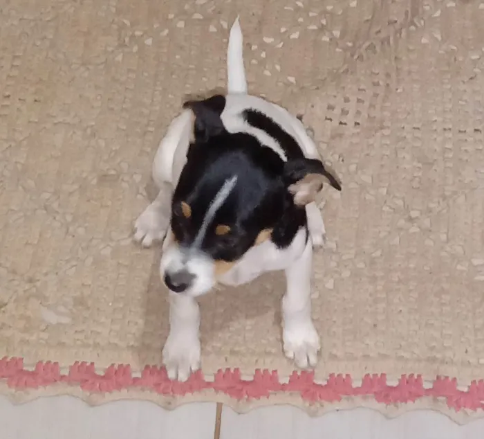 Cachorro ra a SRD-ViraLata idade Abaixo de 2 meses nome Filhotes ainda sem nome