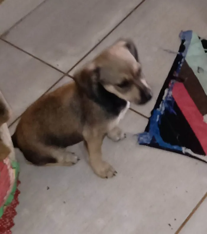 Cachorro ra a SRD-ViraLata idade Abaixo de 2 meses nome Filhotes ainda sem nome