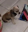 Filhotes ainda sem nome