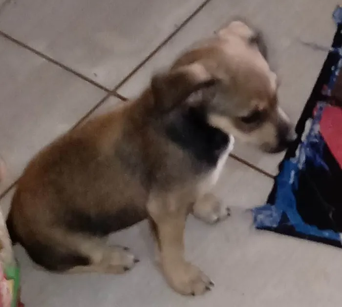 Cachorro ra a SRD-ViraLata idade Abaixo de 2 meses nome Filhotes ainda sem nome